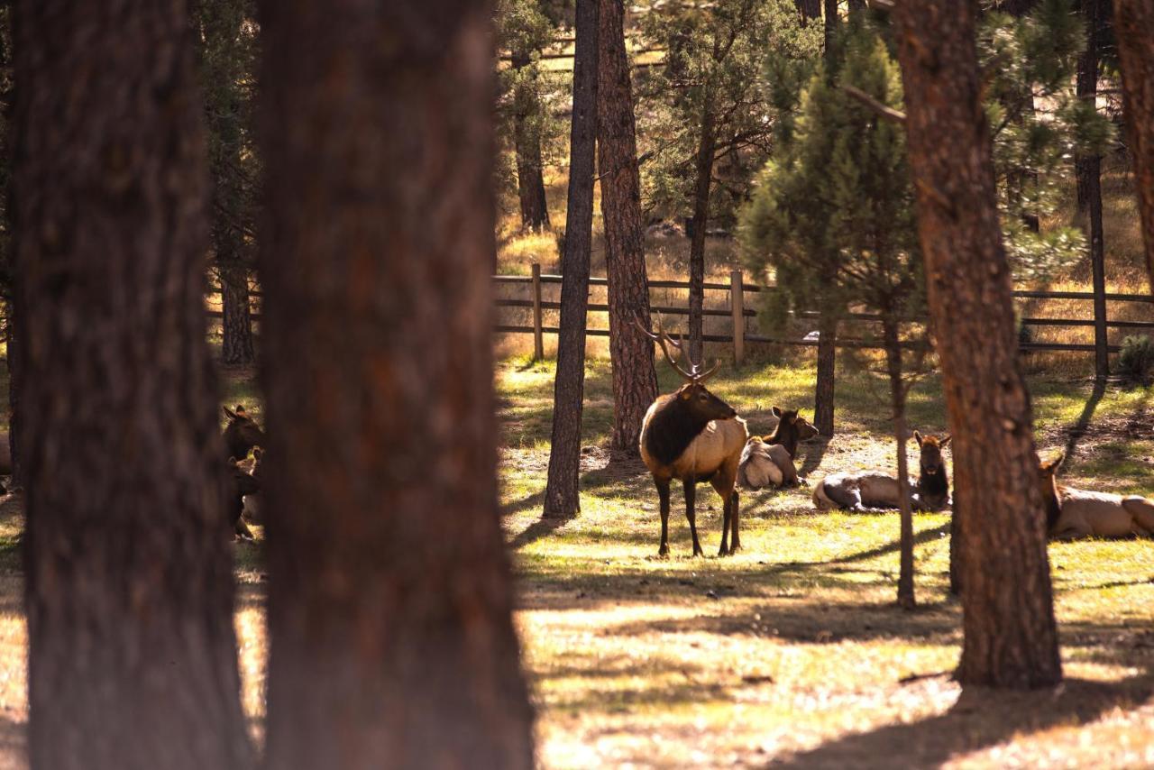 Huge Ruidoso Retreat With Game Room, Pool, 2 Balconies, 2 Kitchens - Sleeps 17! ภายนอก รูปภาพ