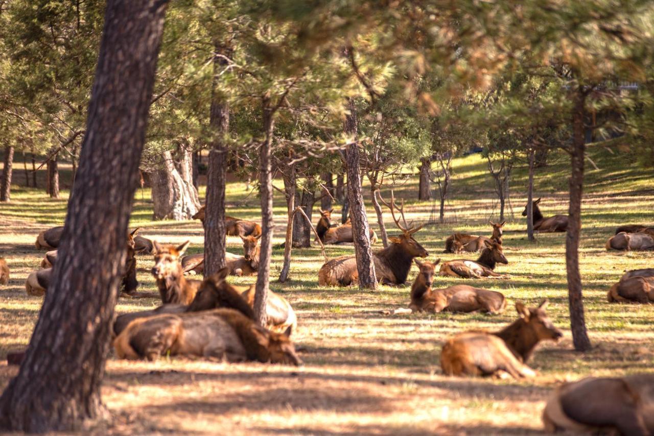Huge Ruidoso Retreat With Game Room, Pool, 2 Balconies, 2 Kitchens - Sleeps 17! ภายนอก รูปภาพ